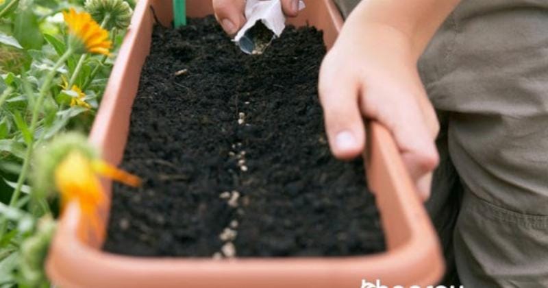 Cải tạo đất trồng rau trong thùng xốp hiệu quả